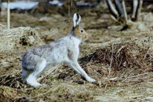 Dyr til forskjellige tider av året Hvordan naturens liv endrer seg