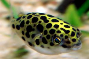 Descrizioni, caratteristiche e nomi dei pesci velenosi