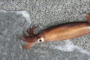 Calamaro colossale: descrizione, dimensioni, foto Tipo di calamaro